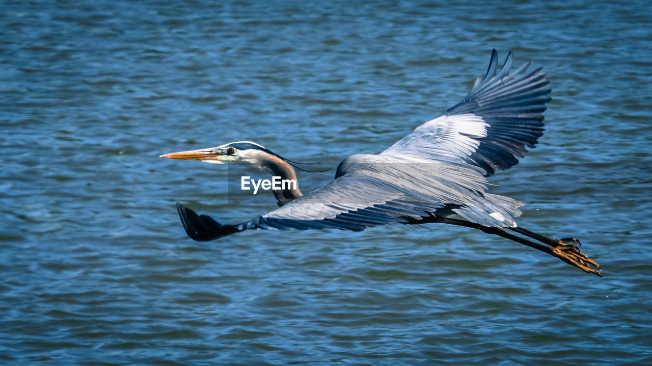 VIEW OF BIRD FLYING OVER LAKE