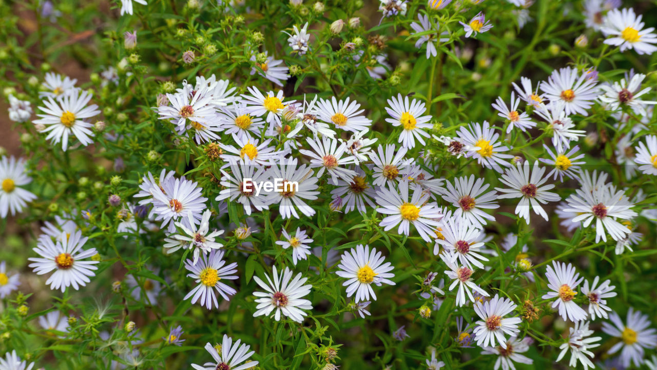 Close-up of white daisy flowers