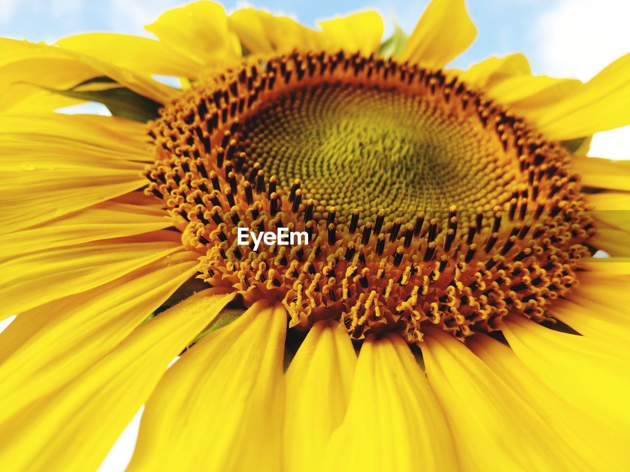 CLOSE-UP OF SUNFLOWERS ON YELLOW SUNFLOWER