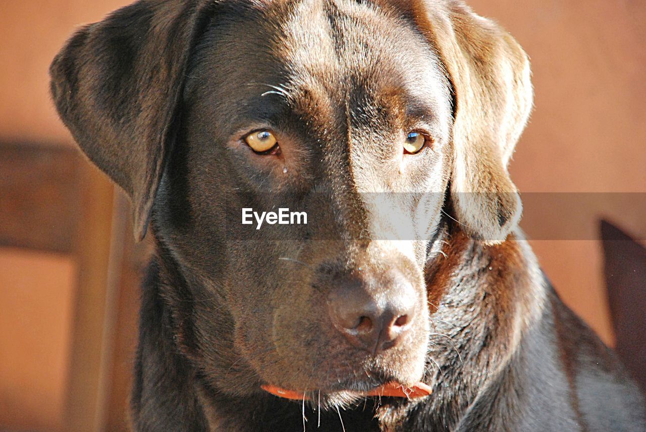 Close-up portrait of a dog