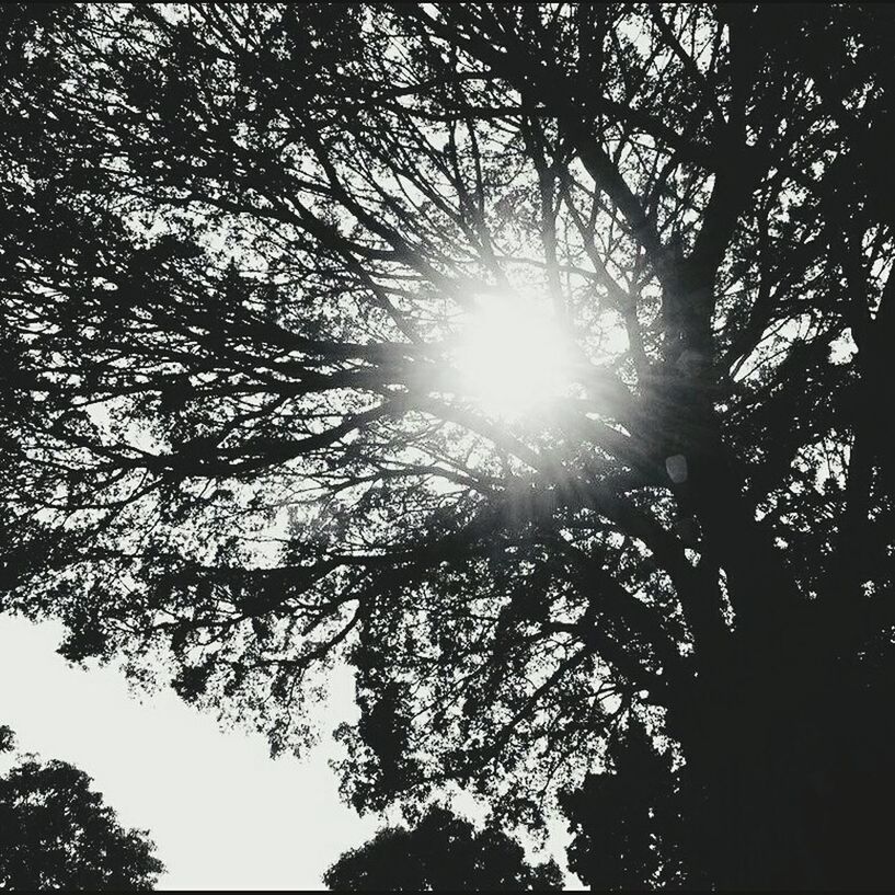 LOW ANGLE VIEW OF TREE AGAINST SUN