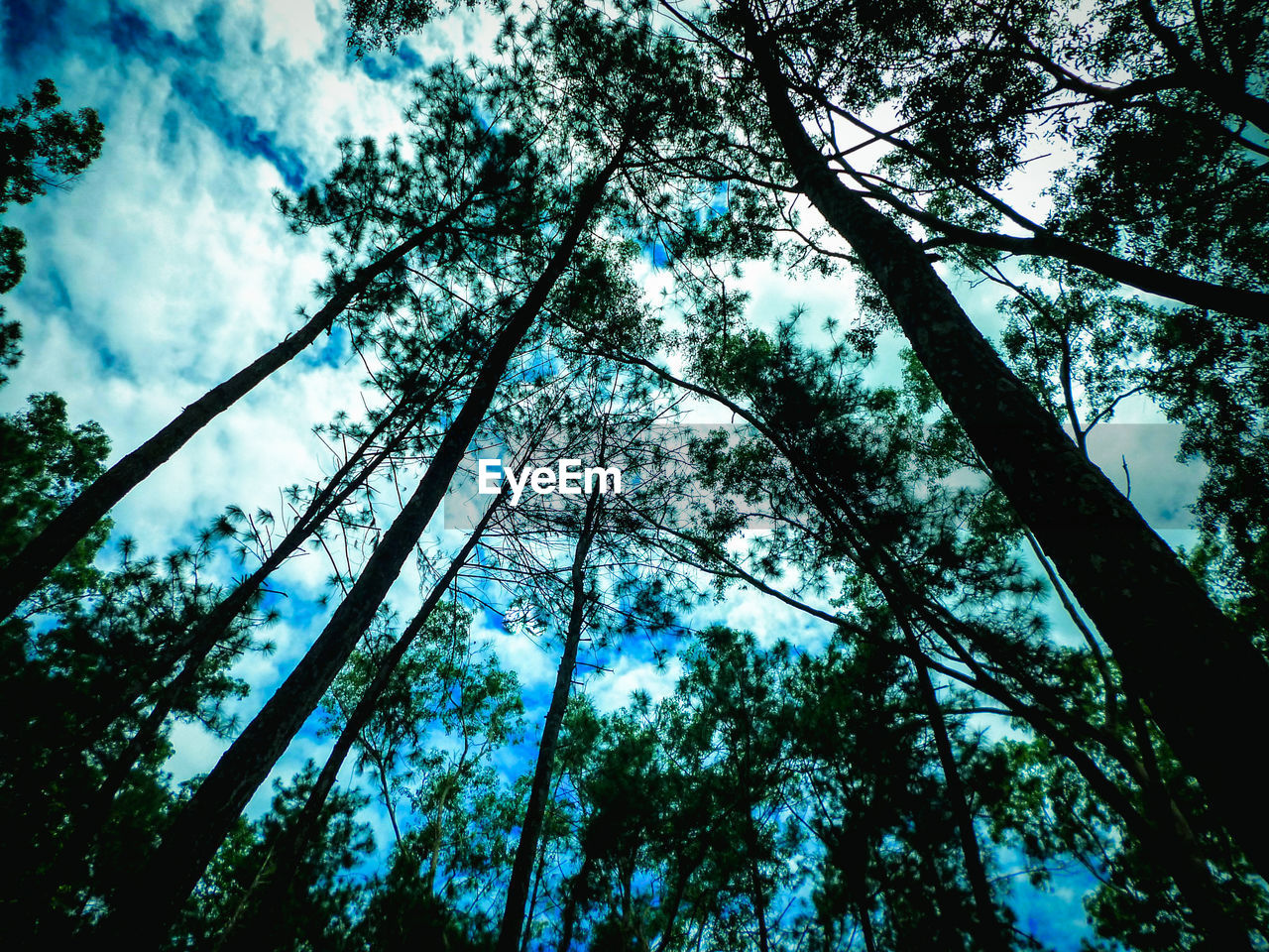 LOW ANGLE VIEW OF TREES AT FOREST