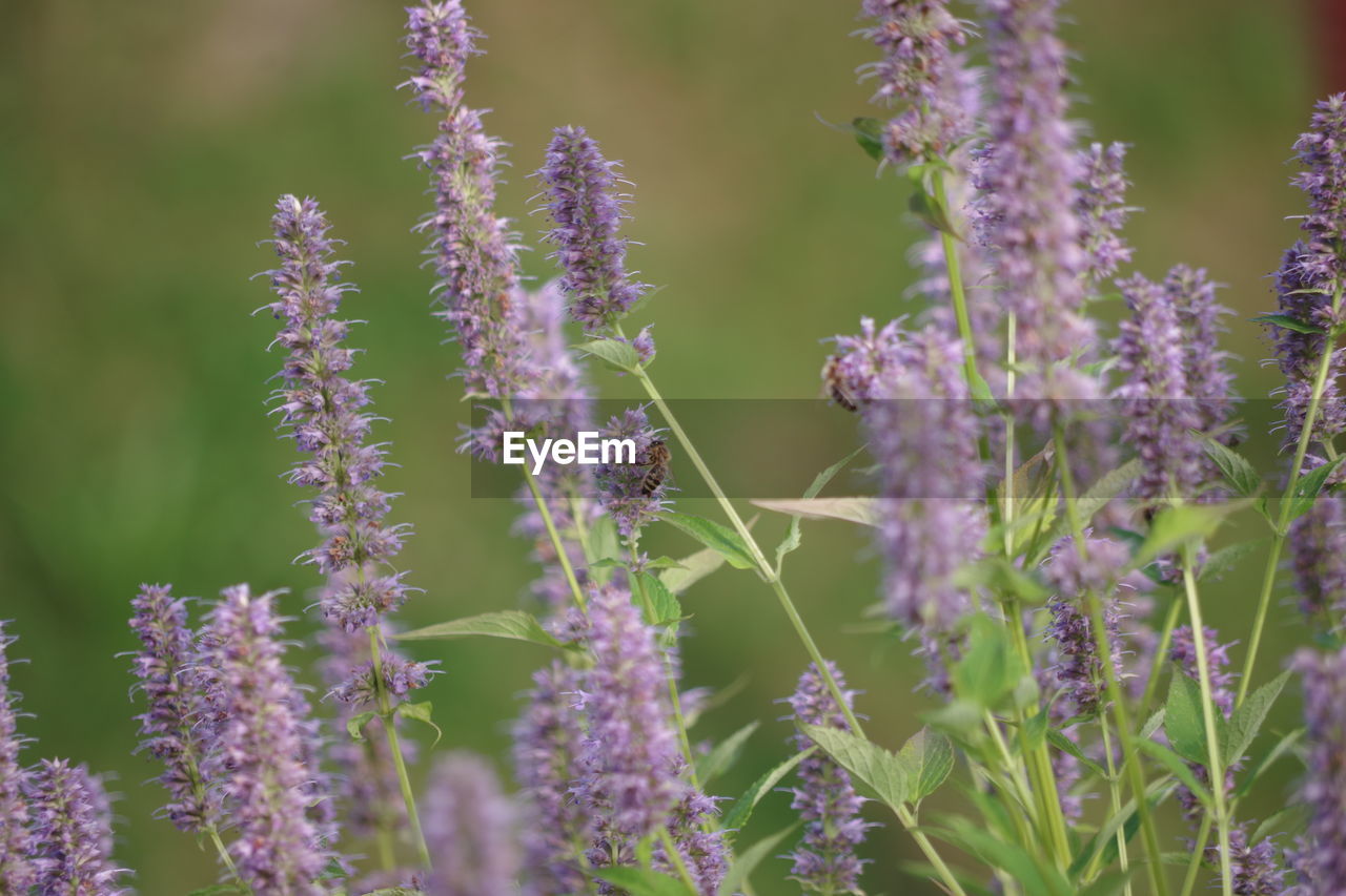 plant, flower, flowering plant, beauty in nature, purple, lavender, growth, nature, freshness, fragility, herb, field, close-up, land, no people, botany, outdoors, grass, medicine, inflorescence, blossom, food, prairie, focus on foreground, selective focus, flower head, day, herbal medicine, food and drink, wildflower, tranquility, environment, springtime, green, summer, garden, animal wildlife, meadow, healthcare and medicine, landscape, flowerbed, petal, plant part