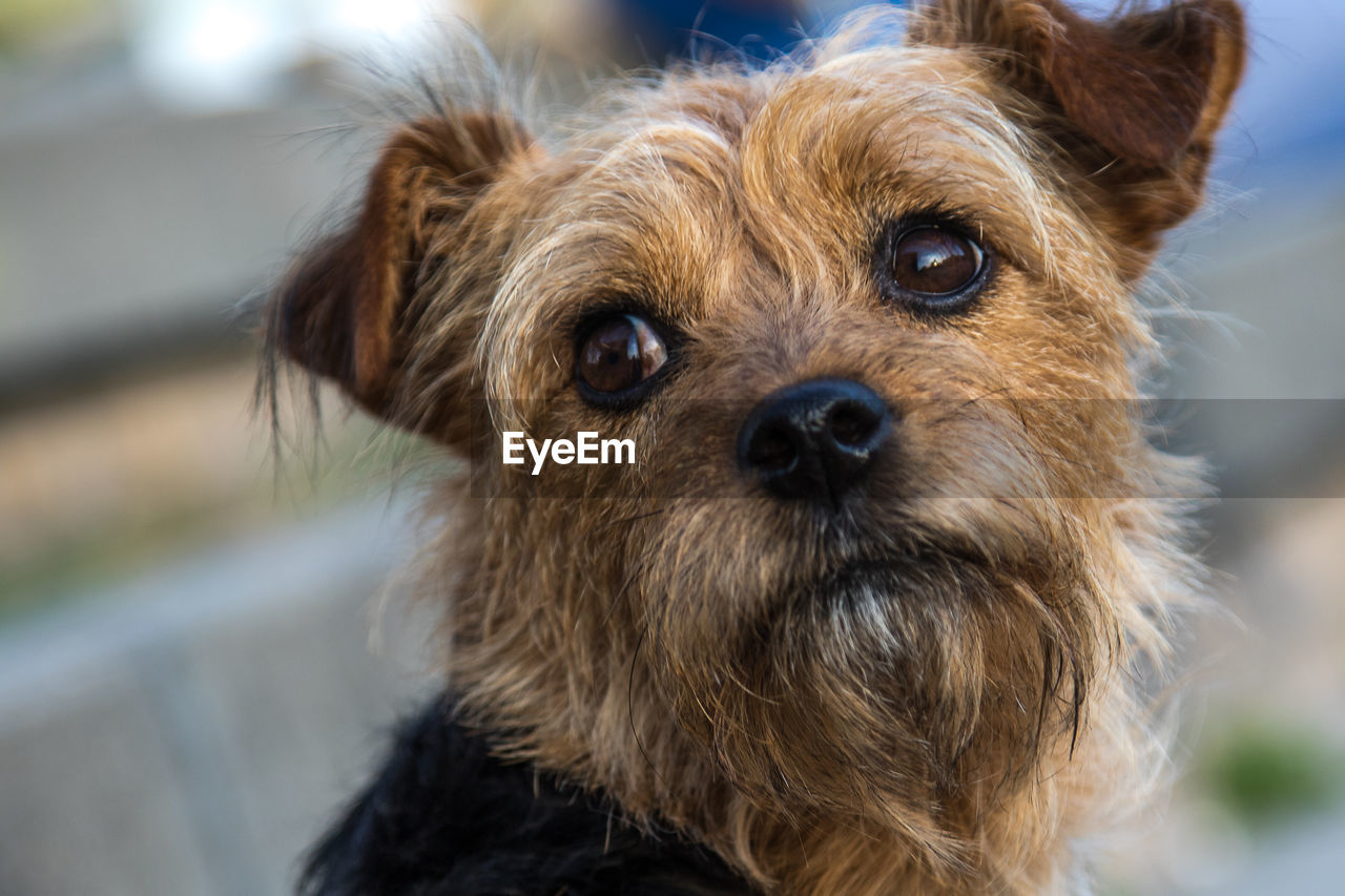 Close-up portrait of a dog