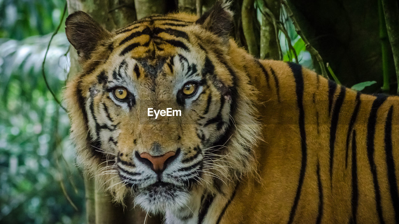 Close-up portrait of tiger