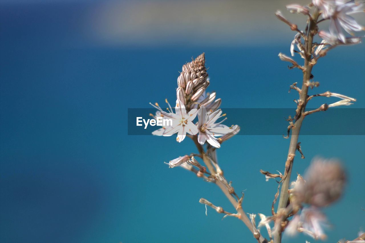 Low angle view of cherry blossoms against blue sky