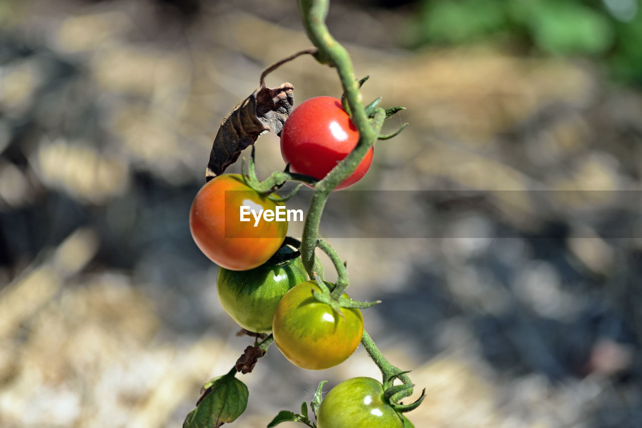 CLOSE-UP OF CHERRIES