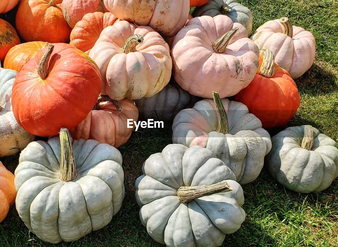 HIGH ANGLE VIEW OF PUMPKINS ON FIELD AT MARKET
