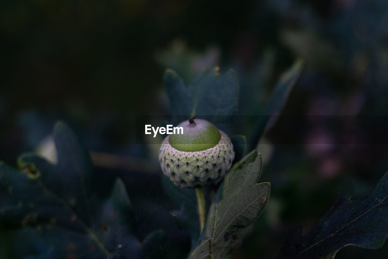 Close-up of acorn on a tree