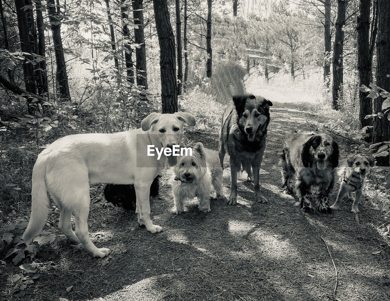 PORTRAIT OF DOGS STANDING ON GROUND