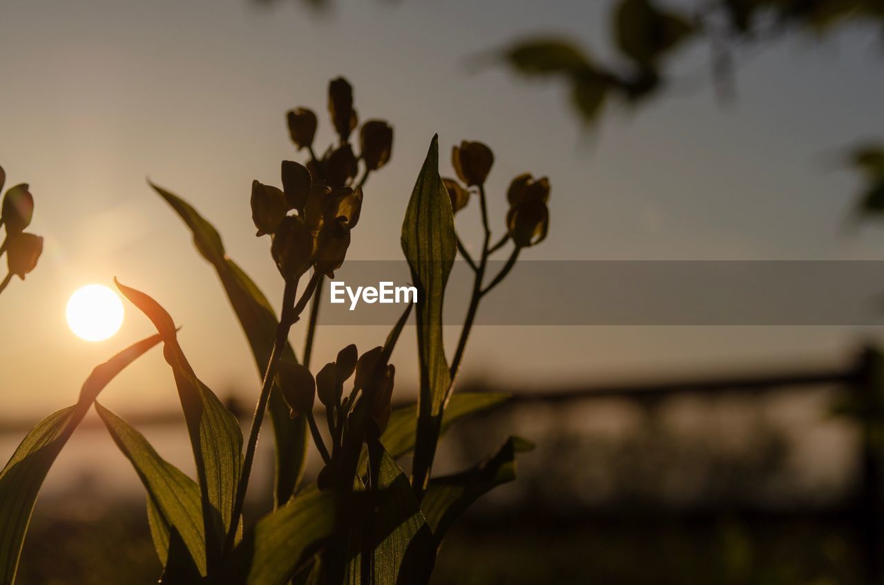 CLOSE-UP OF SILHOUETTE PLANTS AGAINST SUNSET