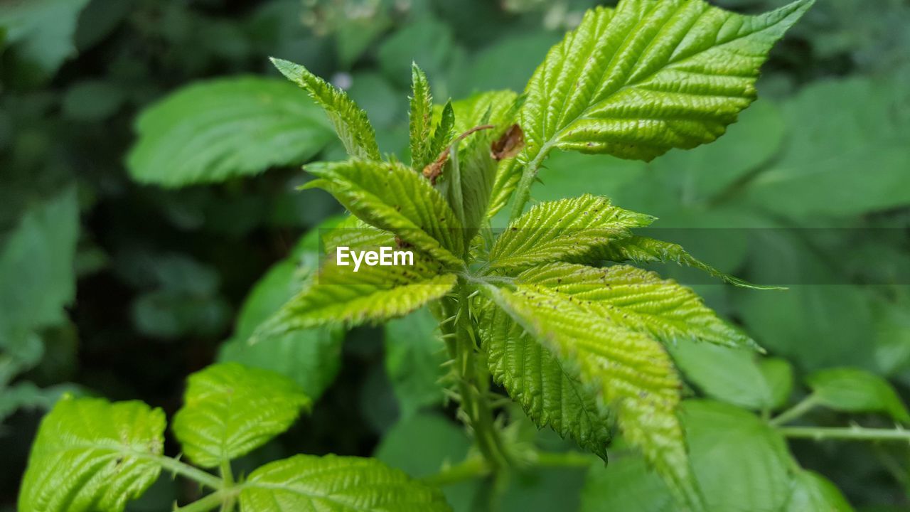 DIRECTLY ABOVE SHOT OF GREEN LEAVES