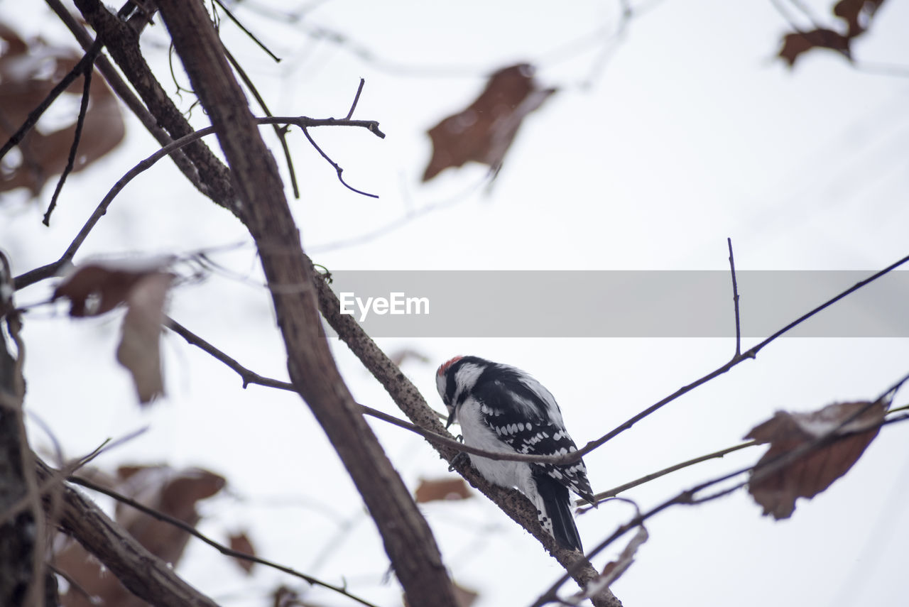 LOW ANGLE VIEW OF BIRDS PERCHING ON BRANCH