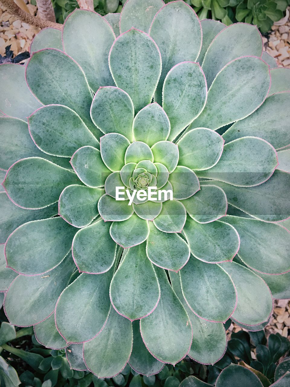 High angle view of succulent plant growing on field