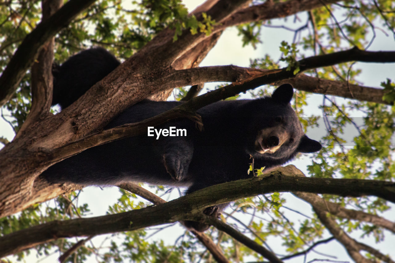 Low angle view of black bear sitting on tree
