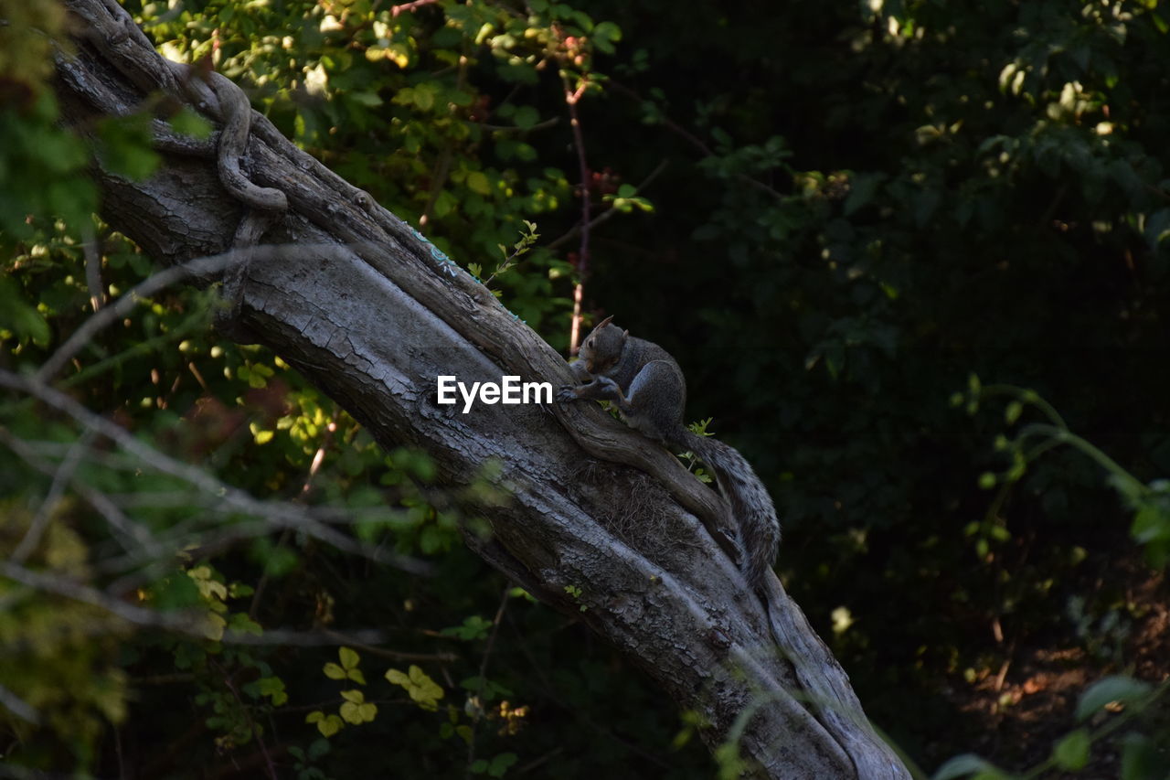 CLOSE-UP OF GIRAFFE ON TREE