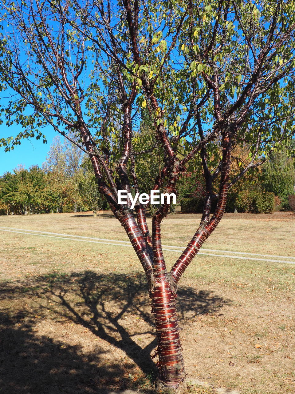 TREES GROWING ON FIELD