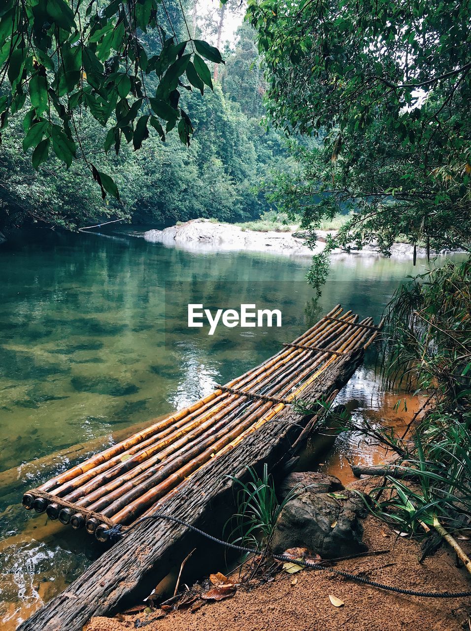 Scenic view of river in forest