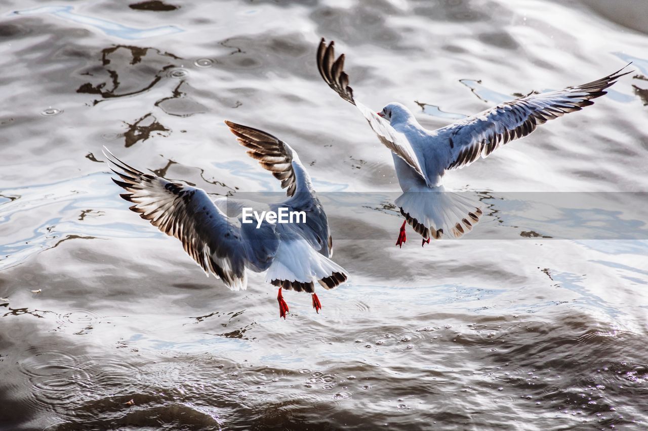 HIGH ANGLE VIEW OF SEAGULLS FLYING AT LAKE