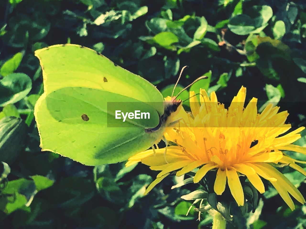 CLOSE-UP OF INSECT ON YELLOW FLOWERS