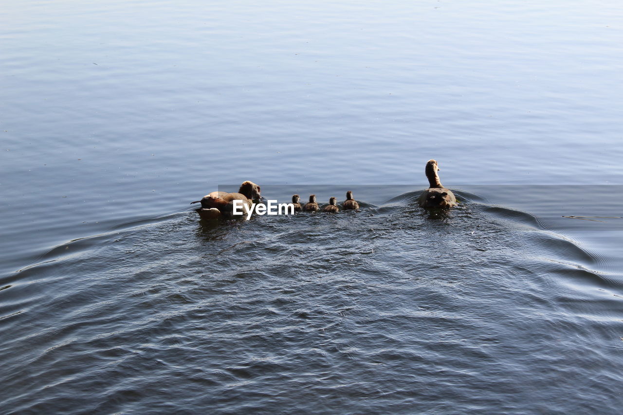 Ducks swimming in lake 