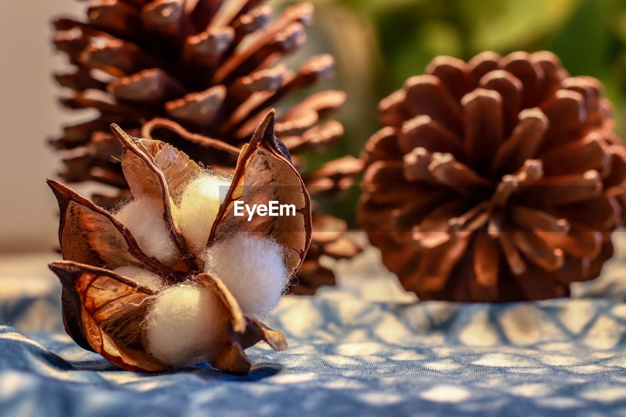 CLOSE-UP OF FRUIT ON TABLE