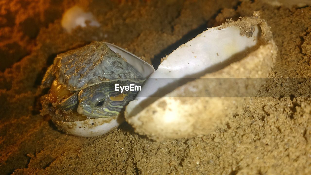 Close-up of tortoise hatching at sandy beach