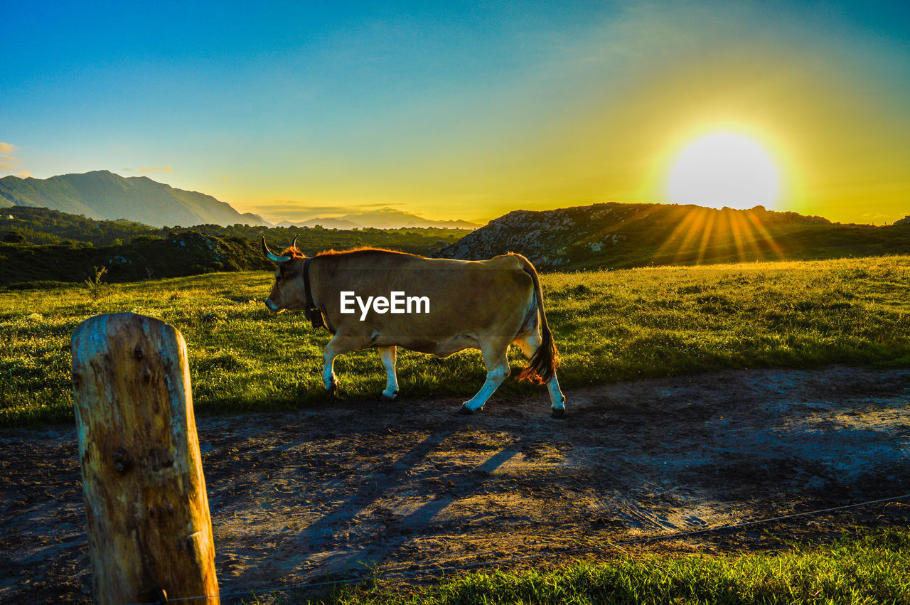 Cow walking on field against sky