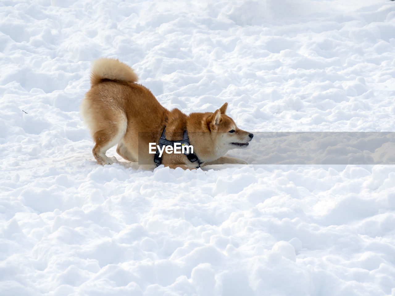 dogs running on snow