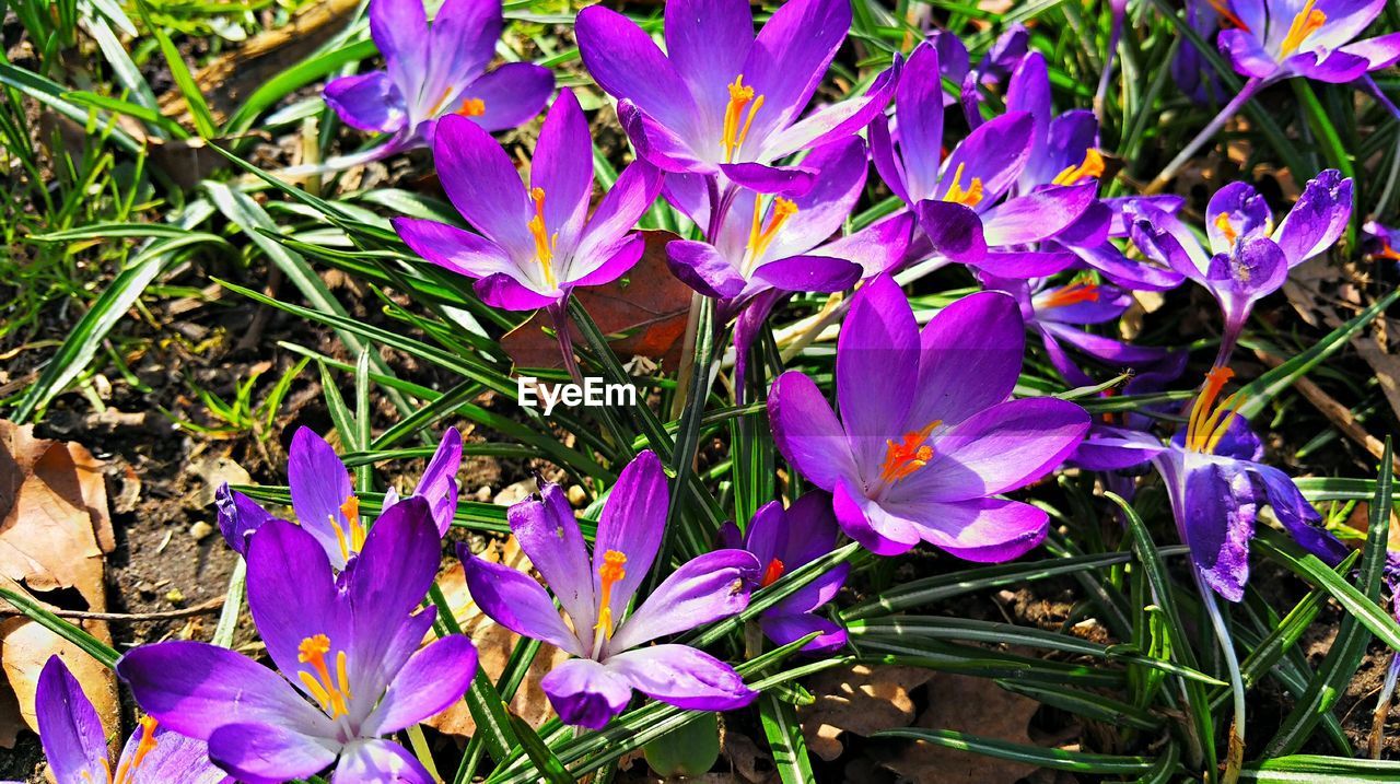 CLOSE-UP OF PURPLE FLOWERS BLOOMING ON FIELD