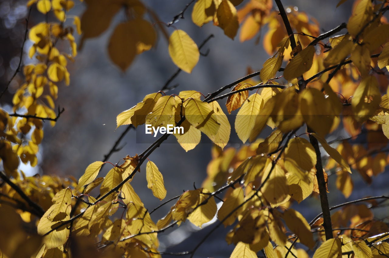 LOW ANGLE VIEW OF YELLOW LEAVES ON TREE