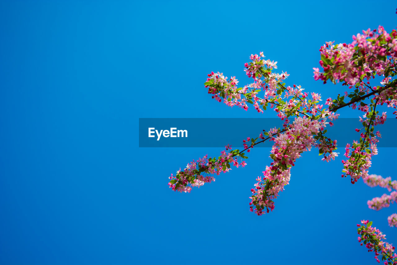 Low angle view of cherry blossoms against clear blue sky