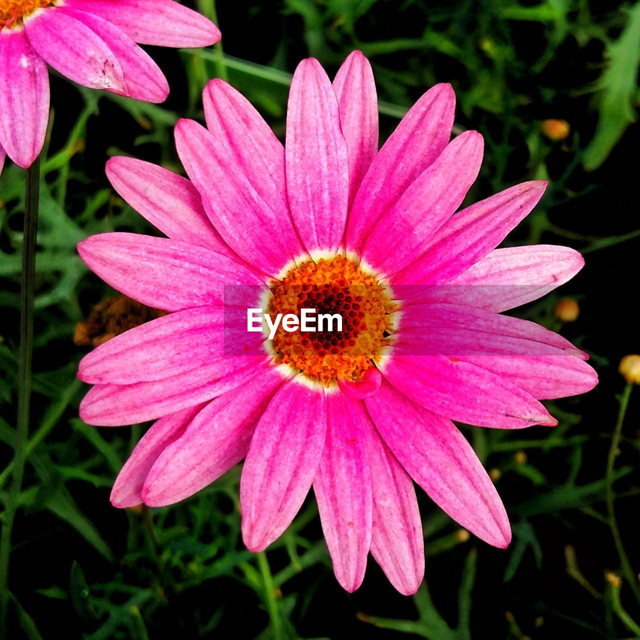 CLOSE-UP OF FRESH PINK FLOWER BLOOMING OUTDOORS