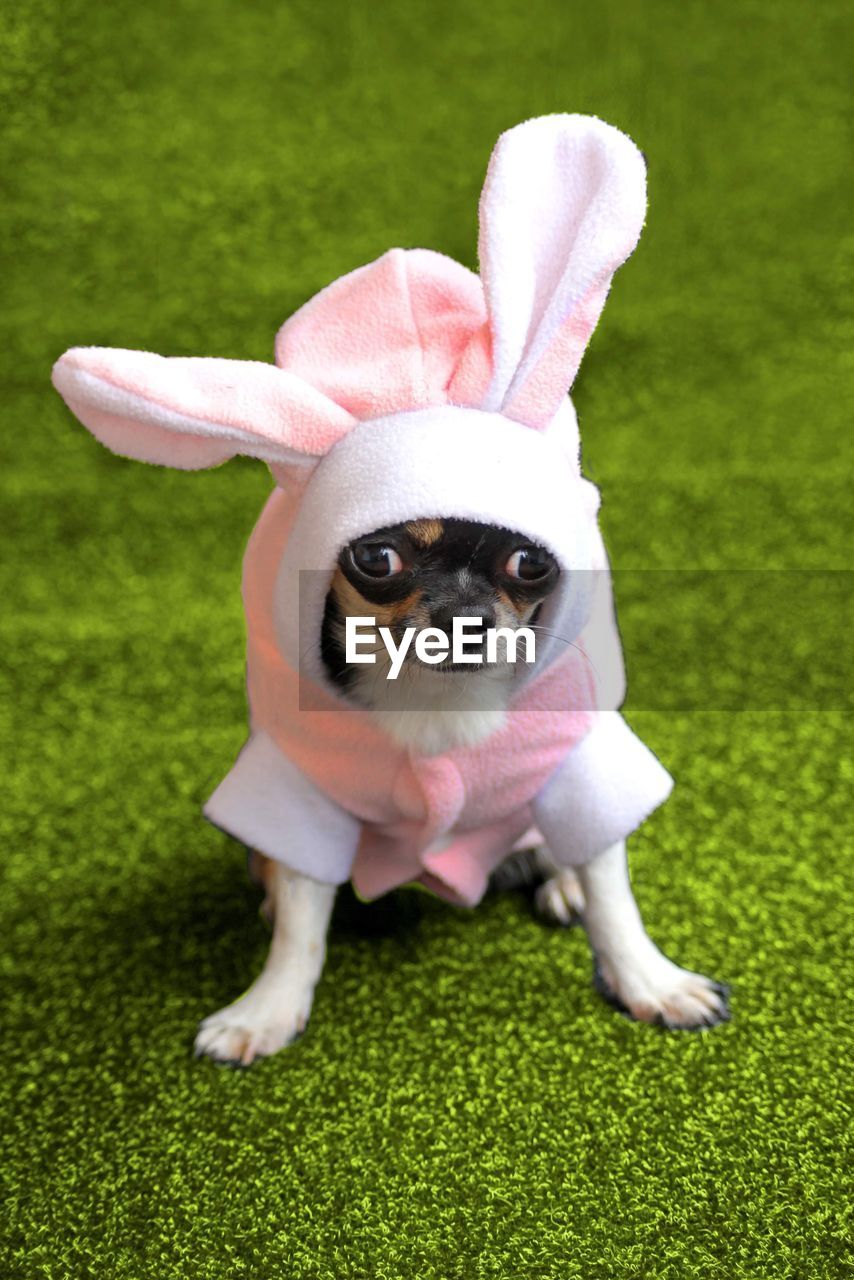 Chihuahua dressed as a bunny 