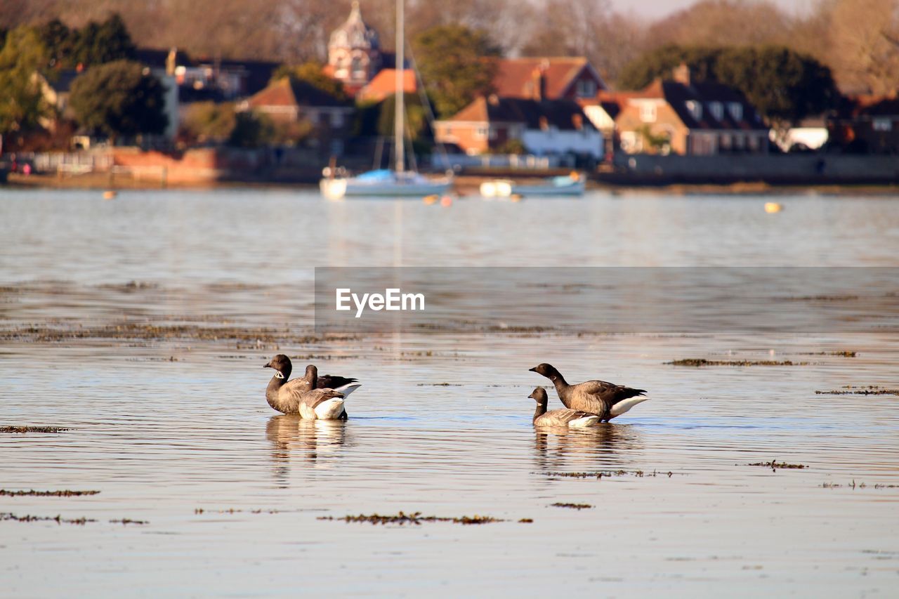 Brent geese .