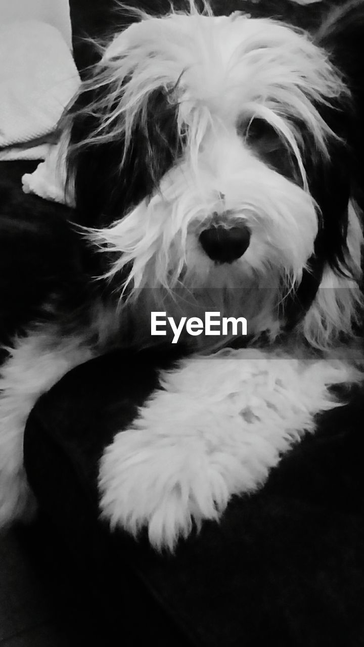 CLOSE-UP PORTRAIT OF A DOG LYING DOWN