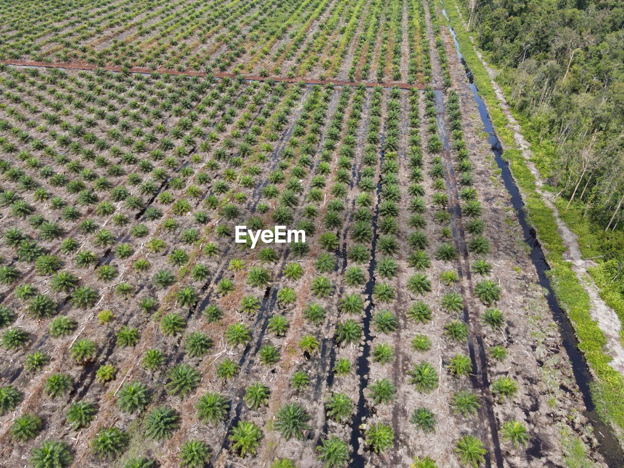 Drone photo of an oil palm plantation