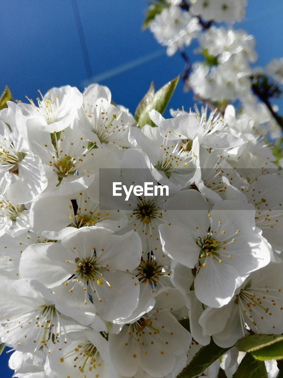 CLOSE-UP OF WHITE FLOWERS BLOOMING ON TREE AGAINST SKY