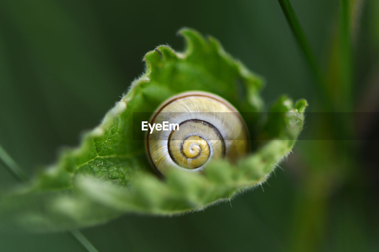 HIGH ANGLE VIEW OF SNAIL ON LEAF