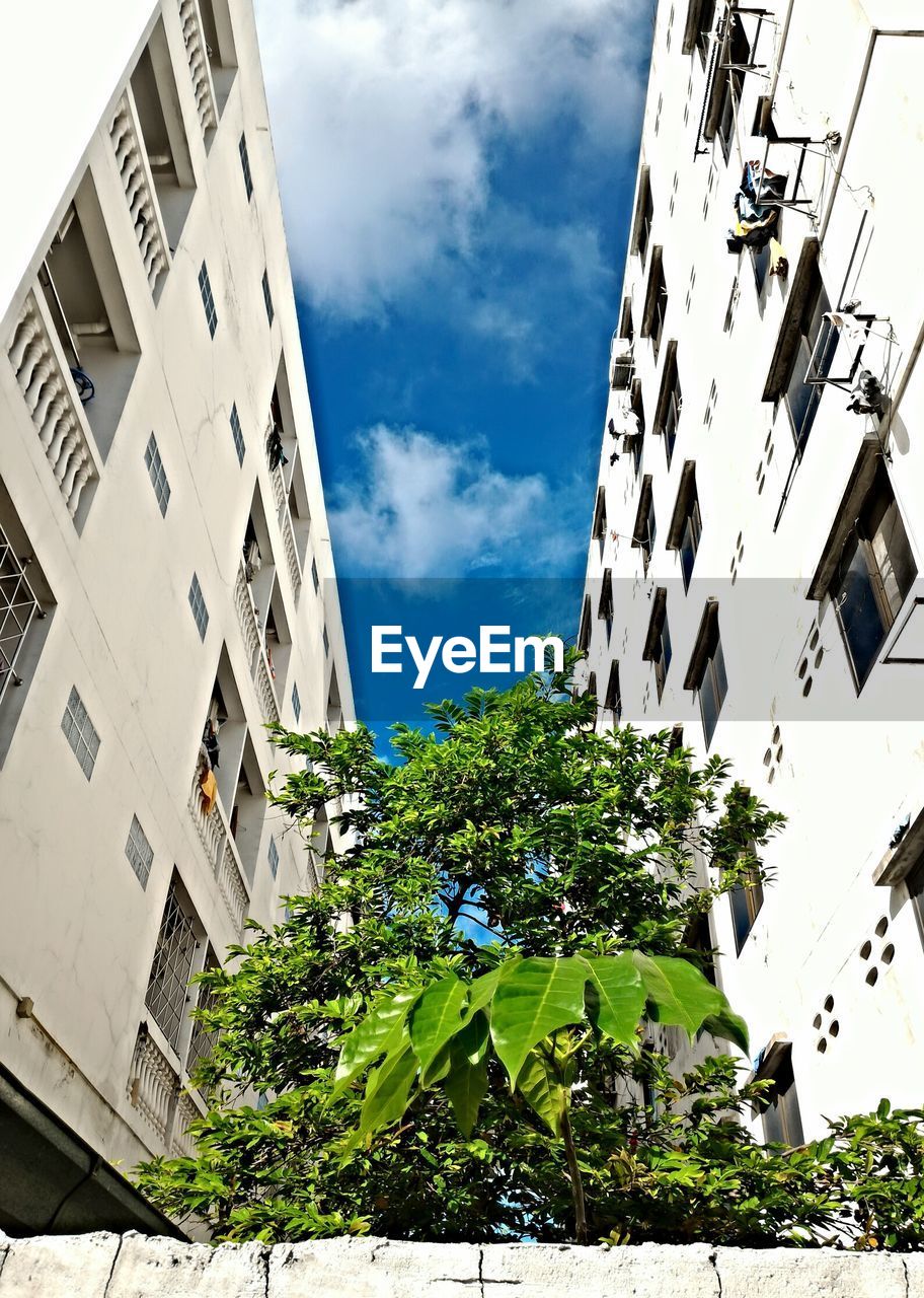 Low angle view of plants amidst buildings against sky