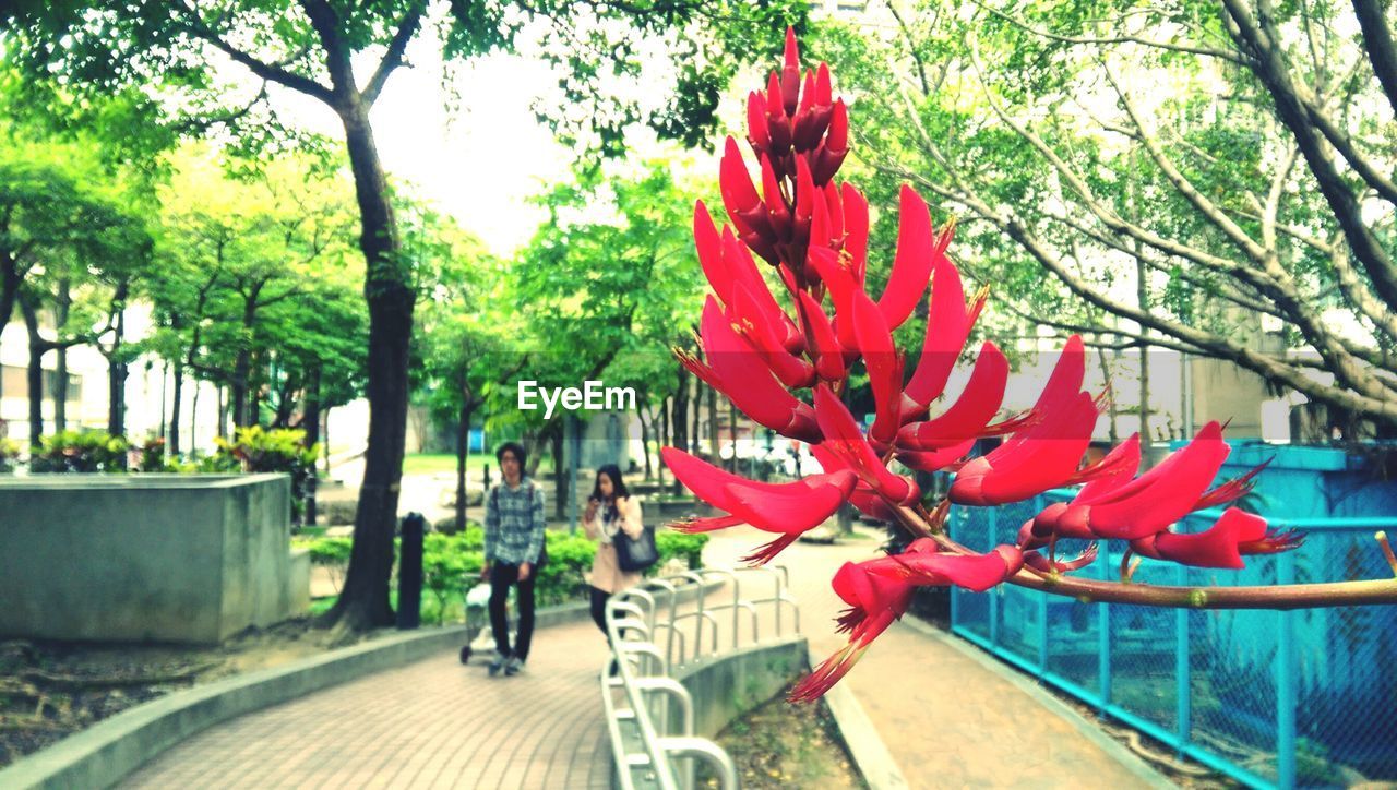 CLOSE-UP OF RED FLOWERS ON TREE