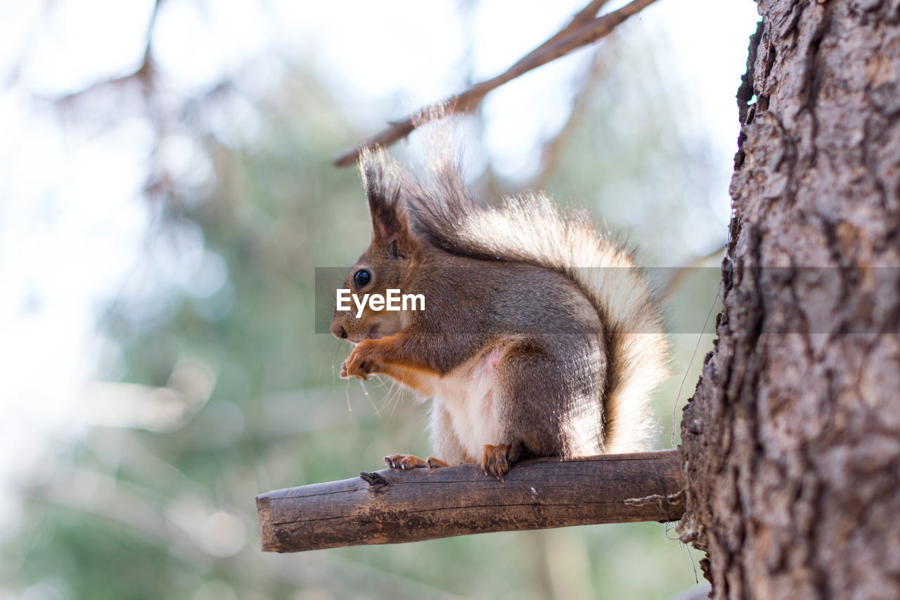 Squirrel on tree