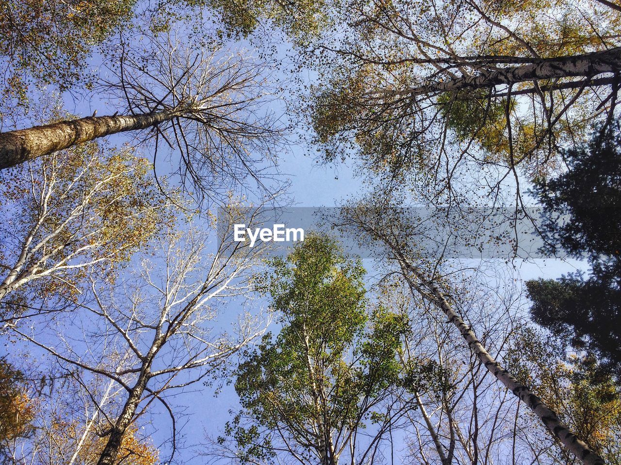 CLOSE-UP LOW ANGLE VIEW OF TREES AGAINST SKY