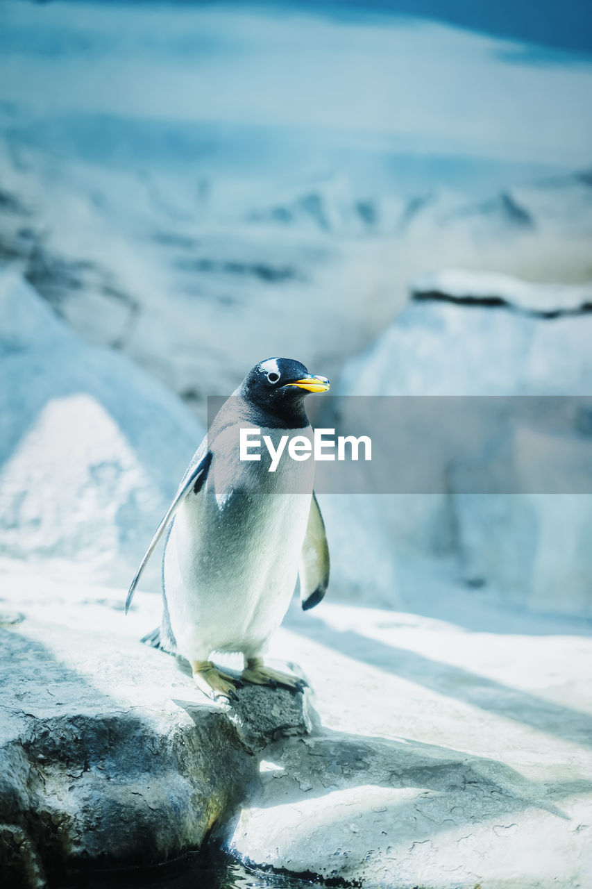 penguin swimming in lake