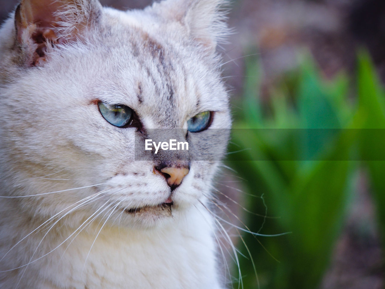 Close-up portrait of cat