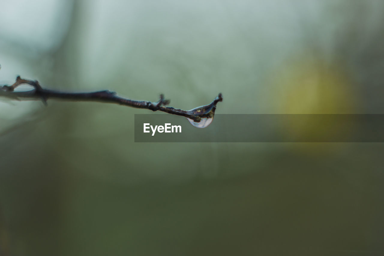 Close-up of raindrops on twig