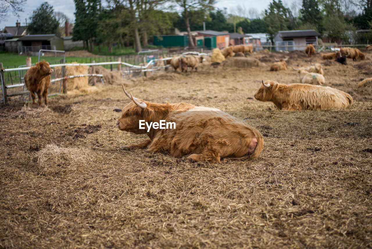 Highland cattle in farm