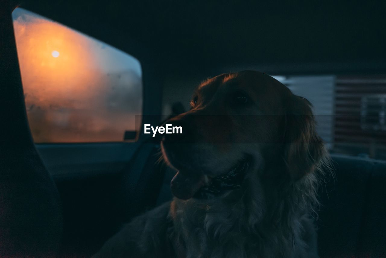 Dog looking in car during sunset