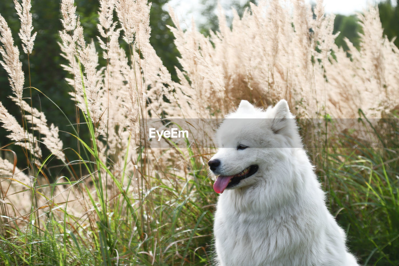 WHITE DOG LOOKING AWAY