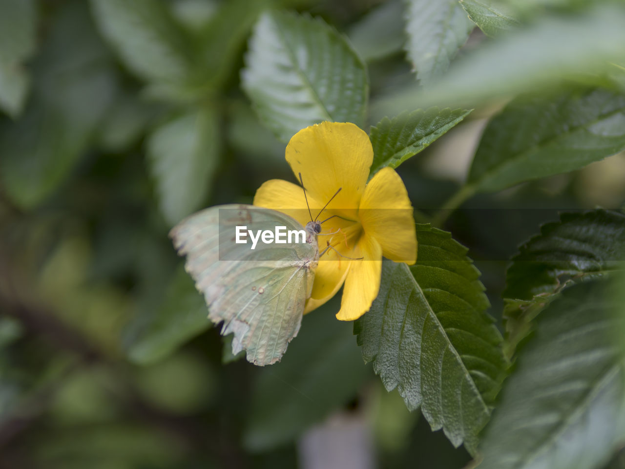Close-up of yellow flowering plant